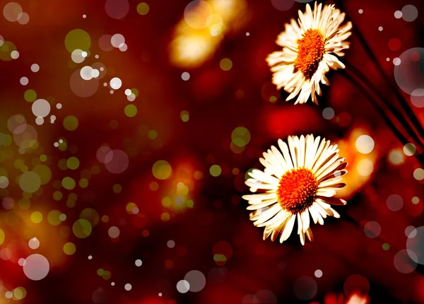 デイジーの花の背景。太陽の光。春の背景 — ストック写真