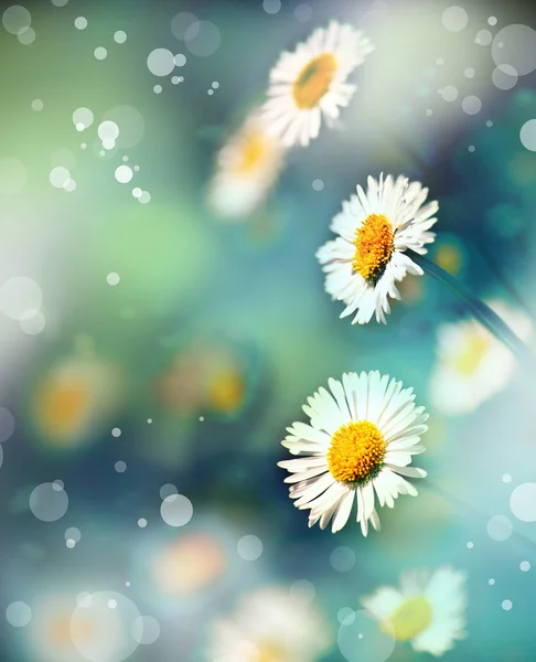 Papatya çiçek background. güneş ışığı. Bahar arka plan — Stok fotoğraf