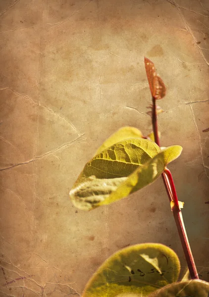 Цветочный фон со свежими листьями — стоковое фото