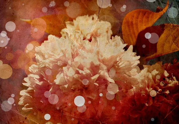 Höstens blomma bakgrund — Stockfoto