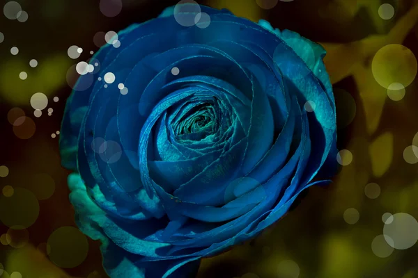 Bela rosa azul — Fotografia de Stock