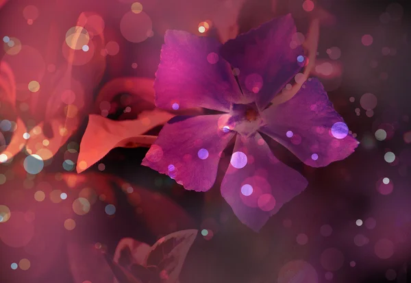 Beautifull flower. Photo with purple filter — Stock Photo, Image
