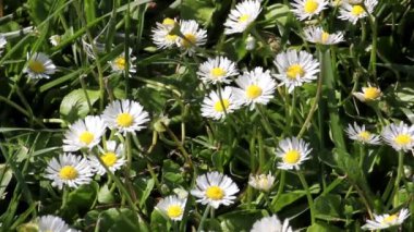 Rüzgar papatya çiçekleri. güneş ışığı. Bahar arka plan