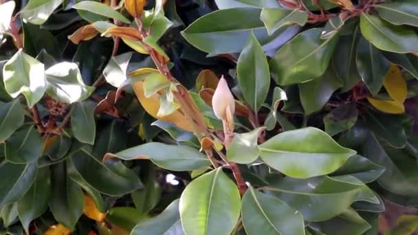 El capullo de la flor de la magnolia al viento. Resumen Antecedentes de la naturaleza. Fondo de primavera — Vídeo de stock