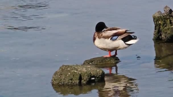 Stockente steht auf einem Felsen, bunte gefiederte Ente putzt sich, Ente auf dem Watt — Stockvideo