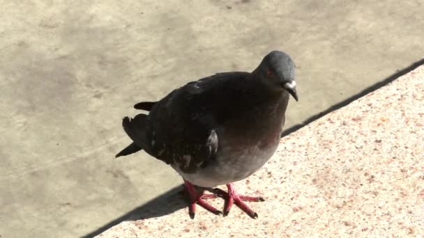 Nieuwsgierig duif kijken naar de camera. Portret van een rock dove, grijze duif met zon — Stockvideo