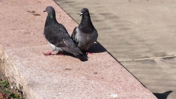 Palomas grises besándose. Retrato de una paloma de roca limpiándose mutuamente, el amor de dos palomas grises, el sol — Vídeo de stock