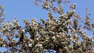 Sakura. kiraz çiçeği şube ile mavi gökyüzü arka plan