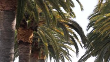 Rüzgarda sallanan palmiye