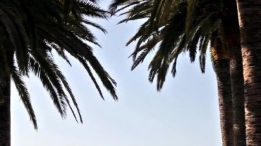 Rüzgarda sallanan palmiye