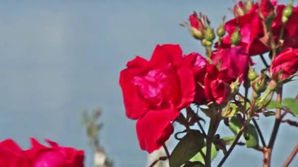 Flores rosas rojas y brotes en fondo de agua azul. flores rosas en el jardín en un viento — Stockvideo