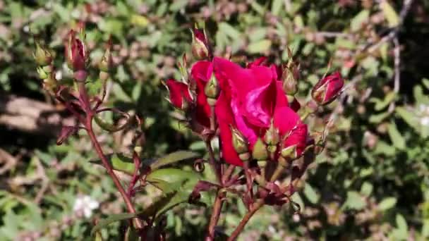 Bright Pink Rose Flowers and Buds on green background. Flowers in the Garden on a wind — Stock Video