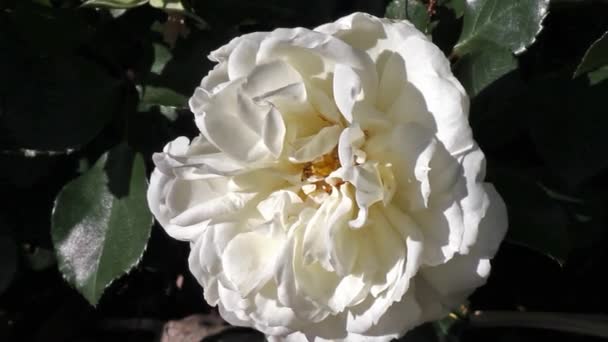 Bush de rosas blancas revoloteando en un viento, pétalos de rosa blanca deslizándose — Vídeos de Stock