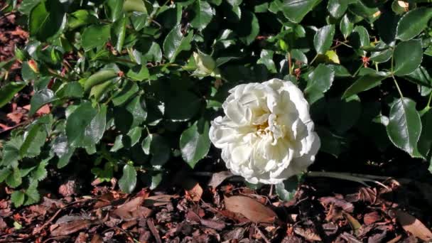 Cespuglio di rose bianche che si muovono su un vento, petali di rosa bianca che scivolano via — Video Stock
