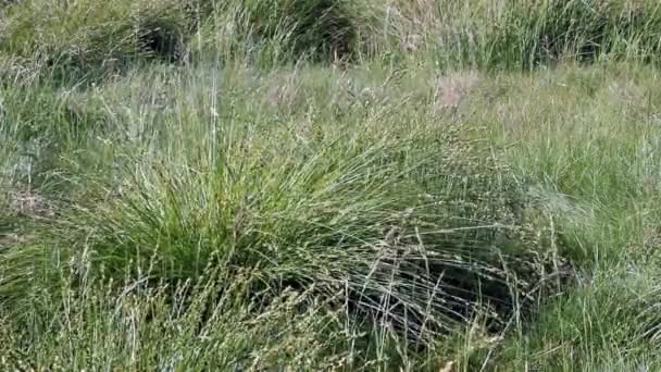 Herbe verte sur un vent. Contexte naturel 