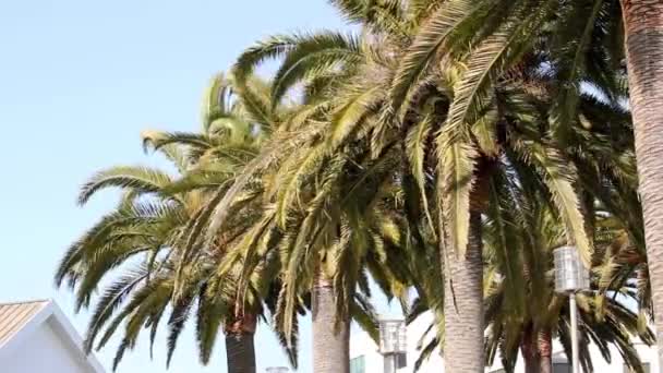 Palmera en el viento — Vídeos de Stock