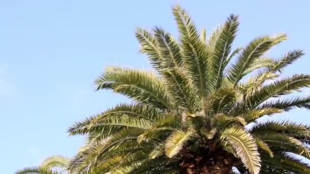 Palm tree in the wind — Stock Video