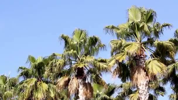 Palm tree in the wind — Stock Video