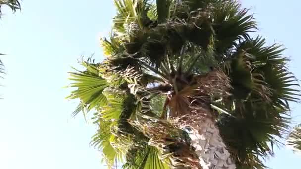 Palm tree in the wind — Stock Video