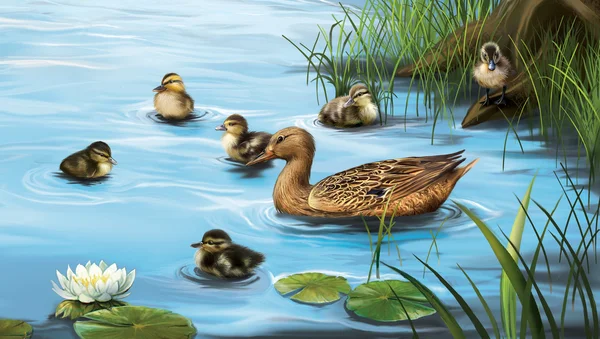 Water birds, ducks and ducklings in the water — Stock Photo, Image