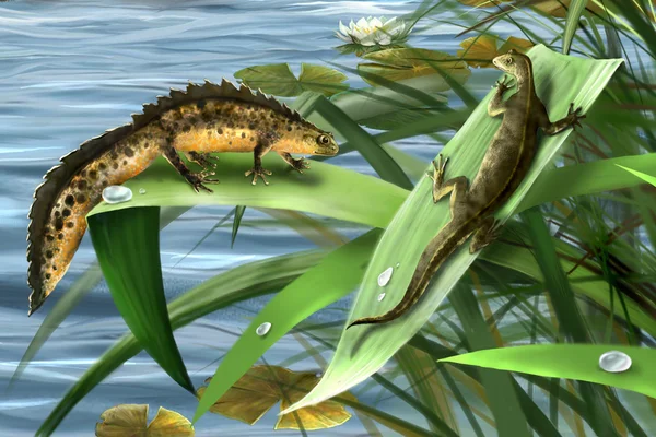 Vattensalamandrar familj, vattensalamandrar älskar. amfibie salamander — Stockfoto