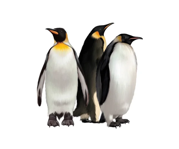 Kung pingvin, gentoo och Kejsarpingvin — Stockfoto