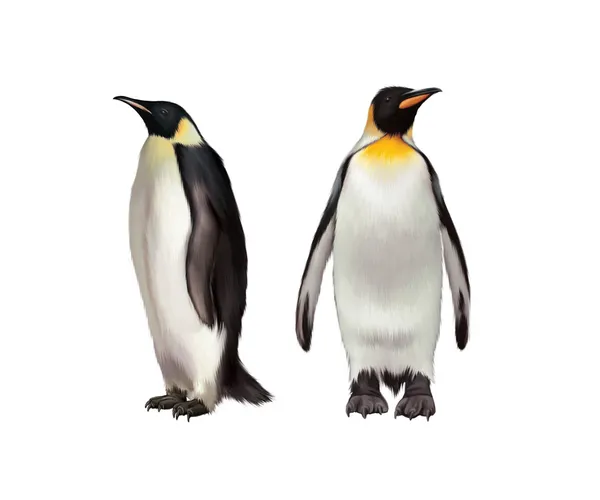 Королівський пінгвін, Gentoo та Імператорський пінгвін — стокове фото