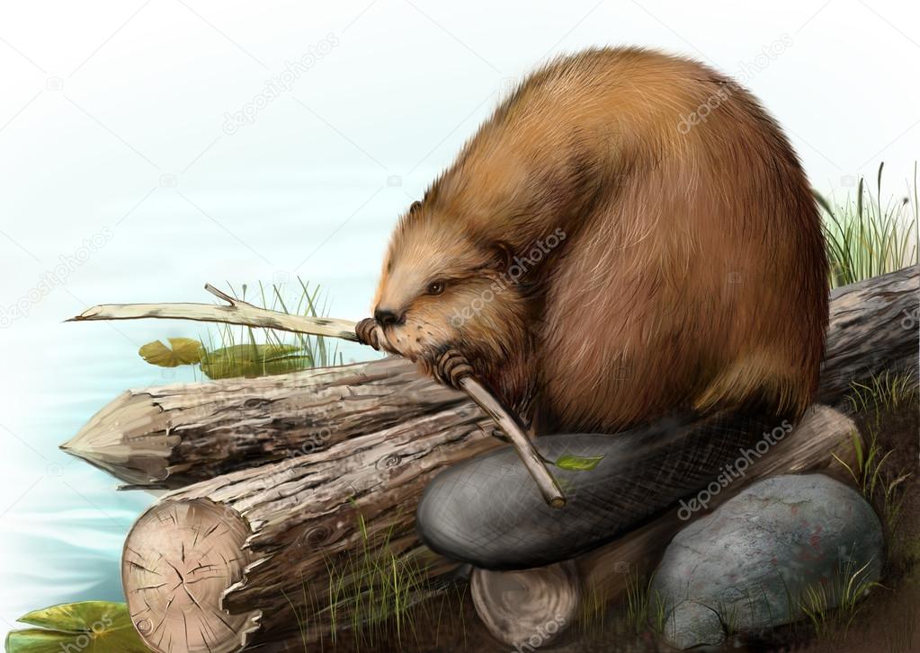 Illustration of beaver sitting on a log