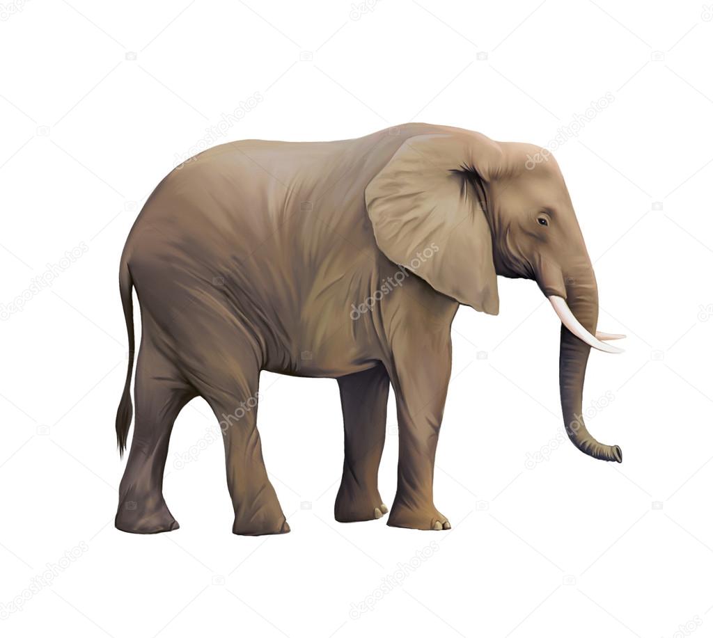Large male African Elephant