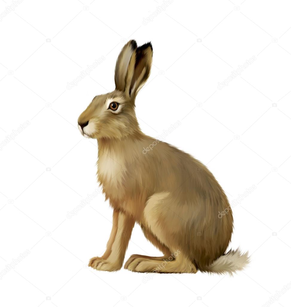 Sitting hare, cute easter bunny