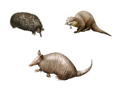 Avustralya hayvanlar: armadillo, Dikenli karıncayiyengiller ve su samuru. izole resimde beyaz arka plan