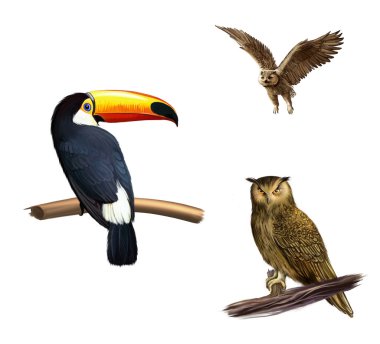 oturma ve baykuş, Tukan kuş uçan. beyaz izole