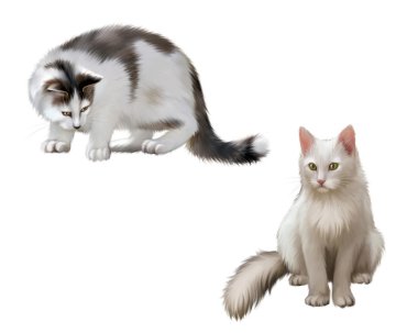 Gri kedi yavrusu, uyarı yetişkin kedi. Beyaz arka plan üzerinde izole.