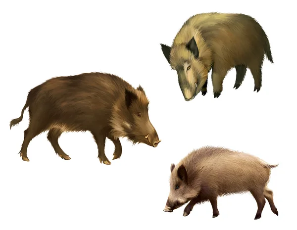 Adult boar. Isolated realistic illustration on white background — Stock Photo, Image