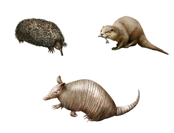 Australian animals: Armadillo, echidna and Otter. Isolated Illustration white background