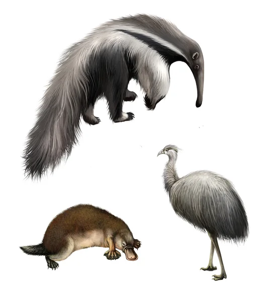 Jätte anteater, struts emu och platypus, isolerad på vit bakgrund. — Stockfoto