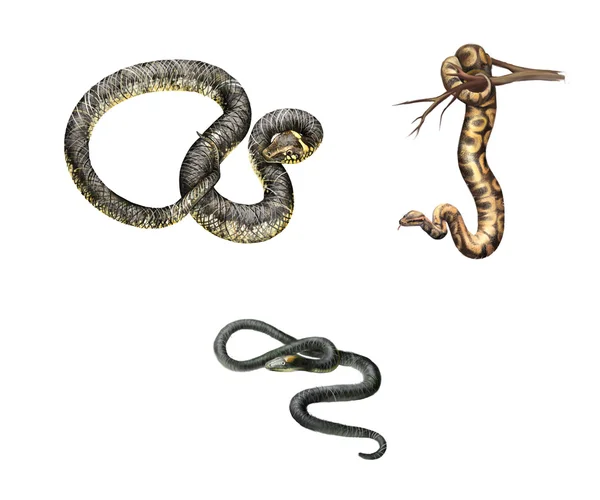 Big Ground Snake (Atractus major), Adder, Isolado em branco — Fotografia de Stock