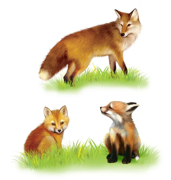 Bebe Renard Images Libres De Droit Photos De Bebe Renard Depositphotos