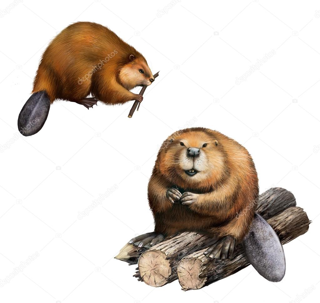 Adult Beaver sitting at logs. Isolated Illustration on white background.