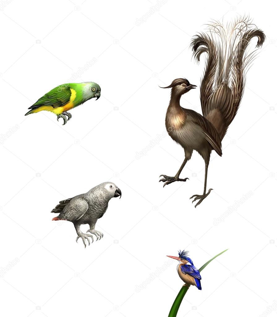 Oiseaux Exotiques Perruches Perroquet Gris Vert