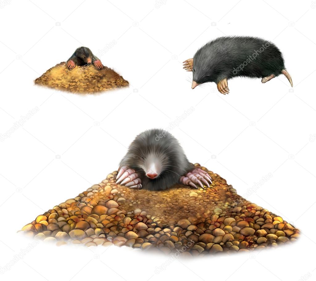 Animal Mole in molehill showing claws. Isolated Illustration on white background.