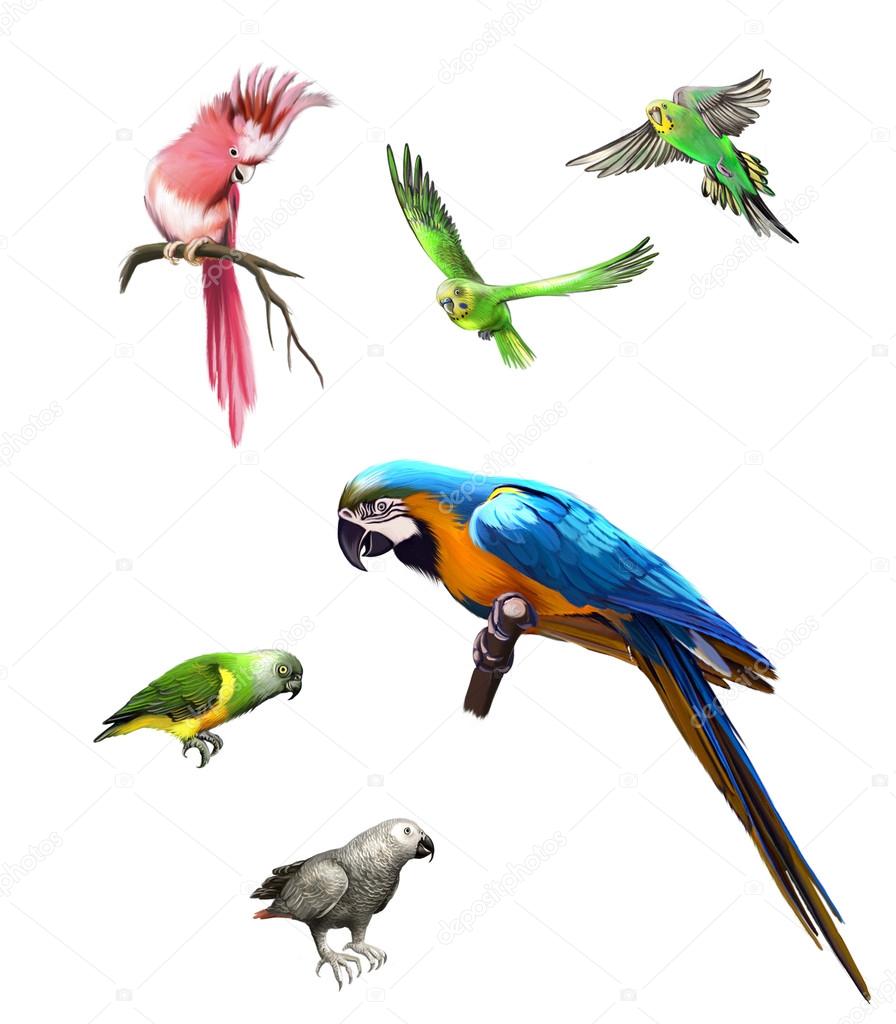 Pink, Gray and green parrot, macaw, Budgerigar, Isolated Illustration on white background.