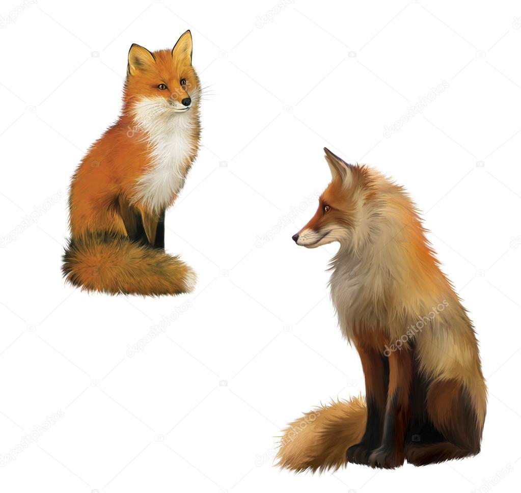 Adult shaggy red Fox sittng with big fluffy tail. Isolated Illustration on white background.