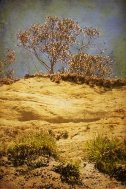 Yellow sand and blue sky. Tree among the high cliffs and surrounded by red rock colors
