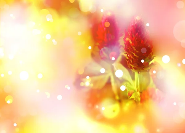 レッド クローバーの花の背景 — ストック写真