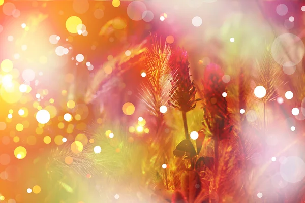 レッド クローバーの花の背景 — ストック写真