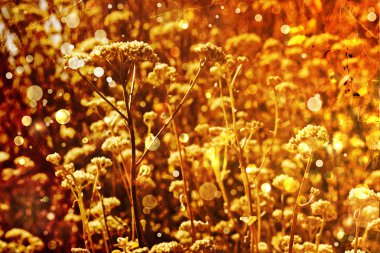 güzel ve parlak çiçek arka plan