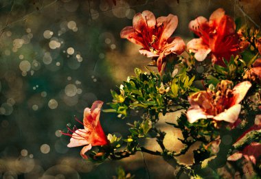 çiçek backgrond, Bahar bloom