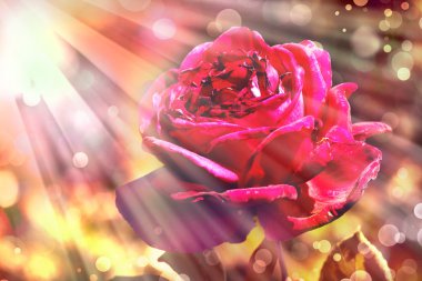 çiçek backgrond, Bahar bloom