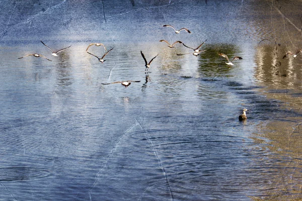 Ducks on the water. Lake in the city. — Stock Photo, Image